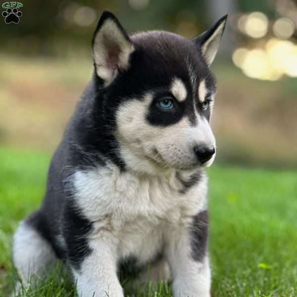 Shirley, Siberian Husky Puppy